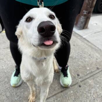 Carina -  Great Pyrenees and Labrador Retriever Dog for Adoption in New York, New York - Carina | PetCurious