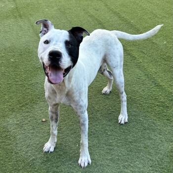 Rescue American Staffordshire Terrier Dogs for Adoption in Saint George, Vermont - Buddy | PetCurious