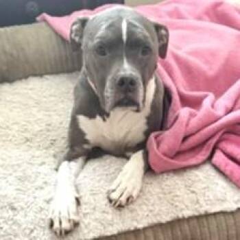 Pebbles -  American Staffordshire Terrier and Pit Bull Terrier Dog for Adoption in Smithfield, North Carolina - Pebbles | PetCurious