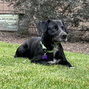 Edna -  Black Labrador Retriever Dog for Adoption in Flagstaff, Arizona - Edna | PetCurious