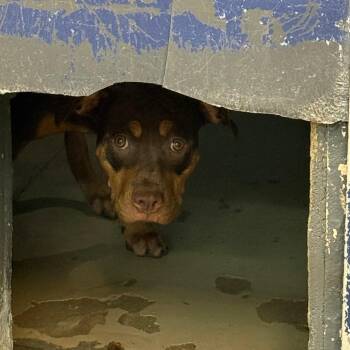 Tanjiro -  English Bulldog Dog for Adoption in Newark, New Jersey - Tanjiro | PetCurious