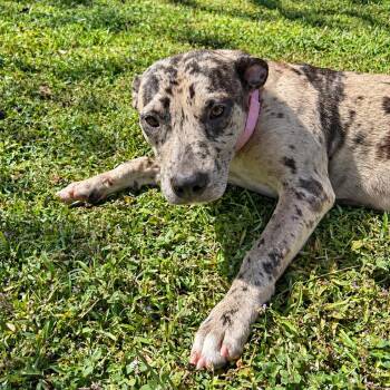 Chips-A-Hoy -  Pit Bull Terrier Dog for Adoption in Valdosta, Georgia - Chips-A-Hoy | PetCurious