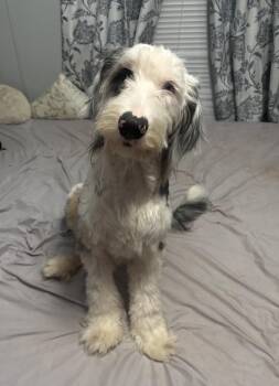 Meet Pippin. -  Sheepadoodle Dog for Adoption in Conway, South Carolina - Meet Pippin. | PetCurious