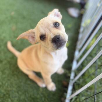 Tostito -  French Bulldog and Chihuahua Dog for Adoption in Burbank, California - Tostito | PetCurious
