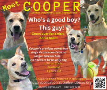 Rescue German Shepherd Dog and Golden Retriever Dogs for Adoption in New Braunfels, Texas - Cooper | PetCurious