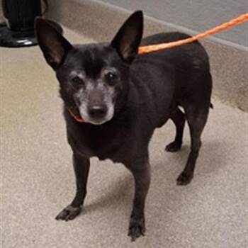 Mixed Breed and Chihuahua Dogs Available for Adoption - Beef | PetCurious