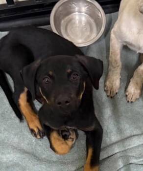 Lainey -  Shepherd and Cattle Dog Dog for Adoption in Thornton, Colorado - Lainey | PetCurious