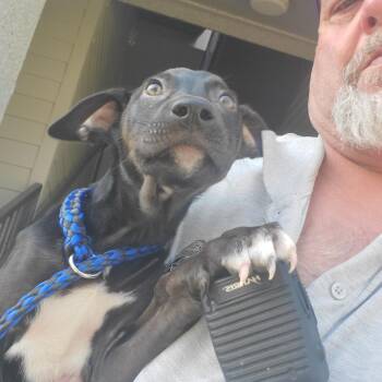 Deana -  Mixed Breed Dog for Adoption in Lake Jackson, Texas - Deana | PetCurious
