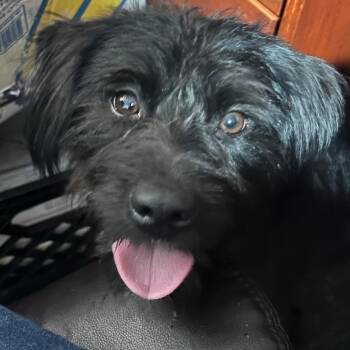 Fifi -  Mixed Breed Dog for Adoption in Dekalb, Illinois - Fifi | PetCurious