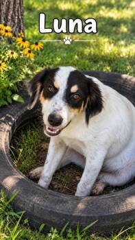 Luna -  Mixed Breed Dog for Adoption in Rock Hill, New York - Luna | PetCurious