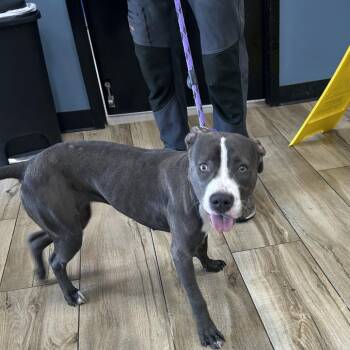 Jazzi -  Mixed Breed Dog for Adoption in Newark, New Jersey - Jazzi | PetCurious