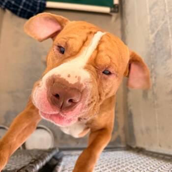 Pit Bull Terrier Dogs Available for Adoption - Wrinkles | PetCurious