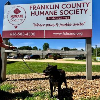 Luna Bear K21 -  Mixed Breed Dog for Adoption in Union, Missouri - Luna Bear K21 | PetCurious