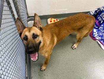 RUSS -  German Shepherd Dog and Mixed Breed Dog for Adoption in Fort Lauderdale, Florida - RUSS | PetCurious