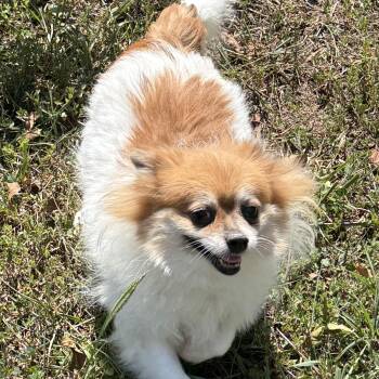 SUNNY DEE -  Pomeranian Dog for Adoption in Chicopee, Massachusetts - SUNNY DEE | PetCurious