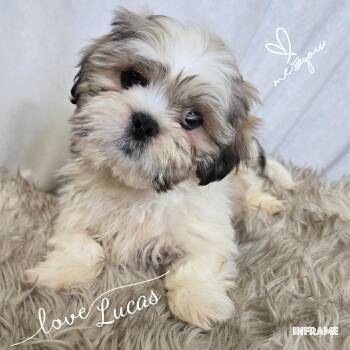 Lhasa Apso Dogs Available for Adoption - Lucas | PetCurious