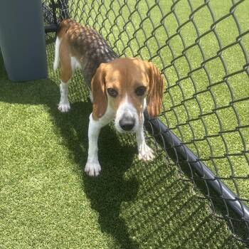 Pixie 9346 aka Star -  Beagle Dog for Adoption in Loxahatchee Groves, Florida - Pixie 9346 Aka Star | PetCurious