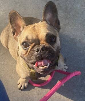 Rescue French Bulldog Dogs for Adoption in San Diego, California - Colette | PetCurious