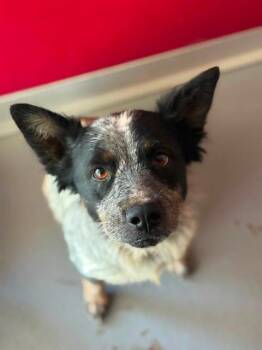 FAIRY -  Australian Cattle Dog Blue Heeler and Mixed Breed Dog for Adoption in Visalia, California - FAIRY | PetCurious