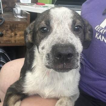 Madam -  Mixed Breed Dog for Adoption in Emporia, Kansas - Madam | PetCurious