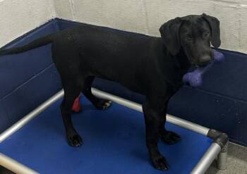Poseidon 5 months Ava 7/1 -  Labrador Retriever Dog for Adoption in Sterling, Massachusetts - Poseidon 5 Months Ava 7/1 | PetCurious