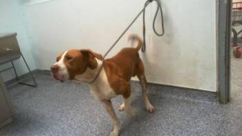 DALLAS -  Pit Bull Terrier Dog for Adoption in Charlotte, North Carolina - DALLAS | PetCurious