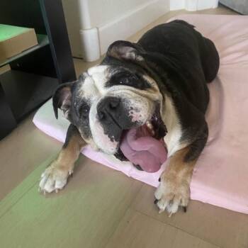 Luna (Meatball) -  English Bulldog Dog for Adoption in San Diego, California - Luna (Meatball) | PetCurious