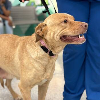 Labrador Retriever Dogs Available for Adoption - Sierra | PetCurious