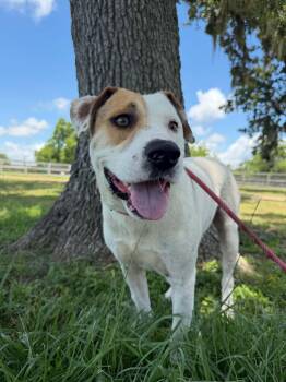 MILES -  American Bulldog Dog for Adoption in Houston, Texas - MILES | PetCurious