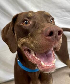 Ollie -  Mixed Breed Dog for Adoption in Springfield, Vermont - Ollie | PetCurious