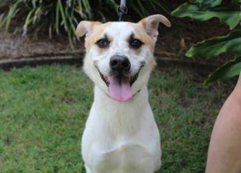 Lilly -  Cattle Dog and Cardigan Welsh Corgi Dog for Adoption in Brunswick, Georgia - Lilly | PetCurious