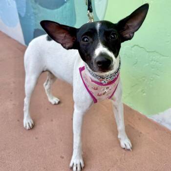 Willow -  Jack Russell Terrier Dog for Adoption in Fort Lauderdale, Florida - Willow | PetCurious
