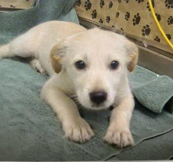 Biscuit -  Cairn Terrier Dog for Adoption in Pacifica, California - Biscuit | PetCurious