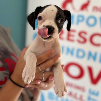 Beetle -  Pug and Beagle Dog for Adoption in Morristown, Vermont - Beetle | PetCurious