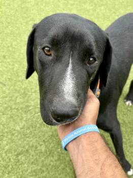 Continental Breakfast -  Mixed Breed Dog for Adoption in Wichita, Kansas - Continental Breakfast | PetCurious