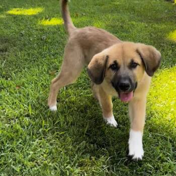 NY Blue avail Jul 18 (Kent NY Farmers Market) -  Anatolian Shepherd and Mixed Breed Dog for Adoption in Eastford, Connecticut - NY Blue Avail Jul 18 (Kent NY Farmers Market) | PetCurious