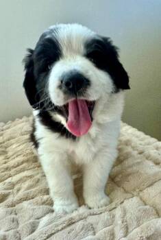 Panda -  Saint Bernard and Australian Shepherd Dog for Adoption in Los Angeles, California - Panda | PetCurious