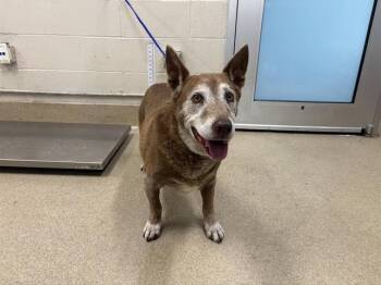 Australian Cattle Dog Blue Heeler and Mixed Breed Dogs Available for Adoption in Grand Prairie, Texas - RAY | PetCurious
