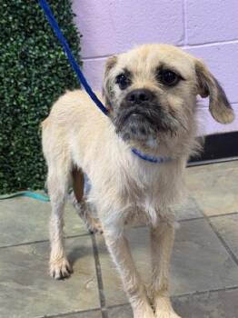 61510597 -  Border Terrier and Pug Dog for Adoption in El Paso, Texas - 61510597 | PetCurious