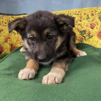 Baroness(Gracie) -  German Shepherd Dog Dog for Adoption in Eureka Springs, Arkansas - Baroness(Gracie) | PetCurious
