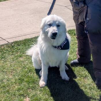 Great Pyrenees Dogs Available for Adoption in Avon, Ohio - Stormy | PetCurious