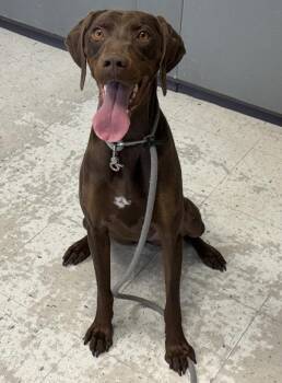 German Shorthaired Pointer Dogs Available for Adoption in Salt Lake City, Utah - *Sweetie* | PetCurious
