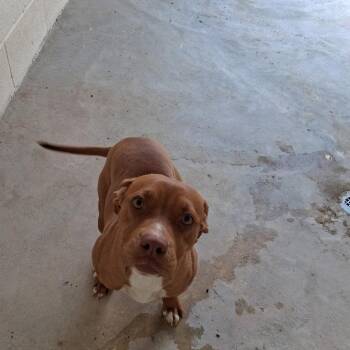 Sally 4224 -  Pit Bull Terrier Dog for Adoption in Loxahatchee Groves, Florida - Sally 4224 | PetCurious
