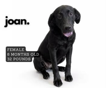 Joan -  Labrador Retriever Dog for Adoption in Ashland, Kentucky - Joan | PetCurious