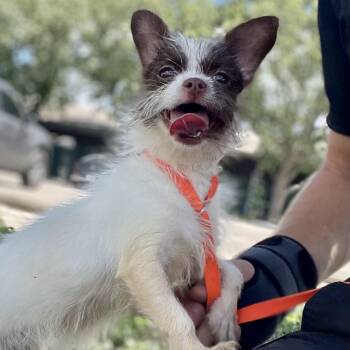 Gizi -  Chihuahua Dog for Adoption in Wimberley, Texas - Gizi | PetCurious