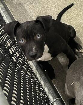 Willow 2 months AVAILABEL 6/17 -  Labrador Retriever Dog for Adoption in Sterling, Massachusetts - Willow 2 Months AVAILABEL 6/17 | PetCurious