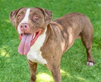 Rescue Pit Bull Terrier Dogs for Adoption in San Jose, California - BELLA | PetCurious