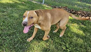 Labrador Retriever Dogs Available for Adoption in Benton Harbor, Michigan - Gus | PetCurious