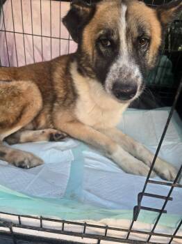 Rescue Shepherd Dogs for Adoption in New York, New York - Percy TX | PetCurious
