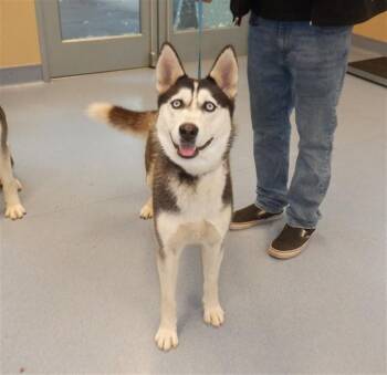 Siberian Husky Dogs Available for Adoption in San Jose, California - RIGATONI | PetCurious